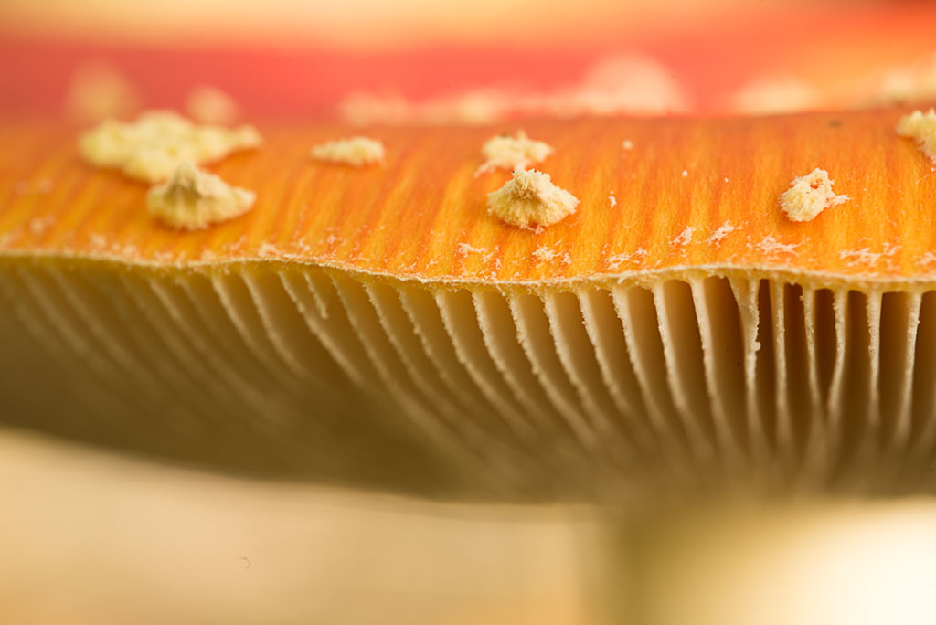 2018_09_Nessebos_-4190_pix