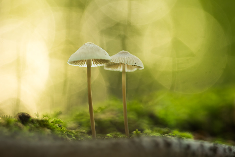 2018_09_Staelduinsebos_-5027_web960